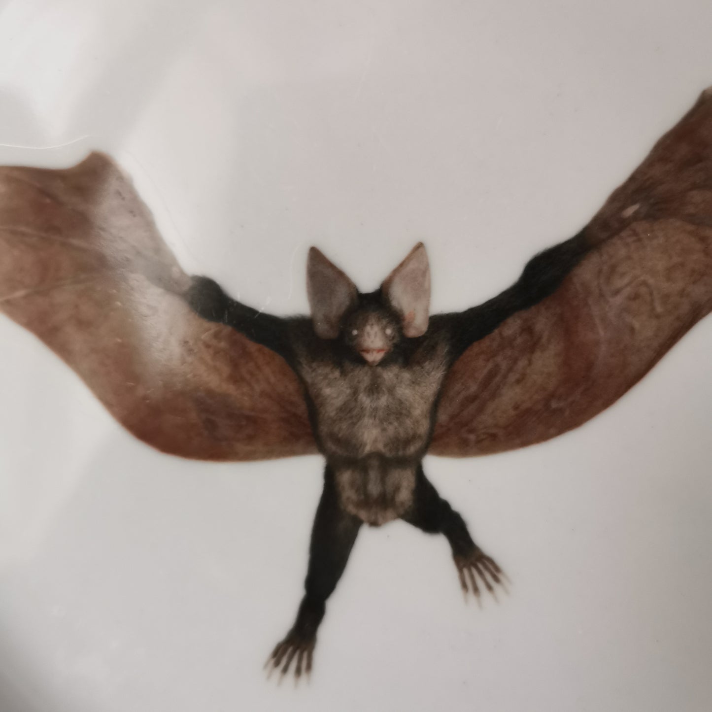 Bat