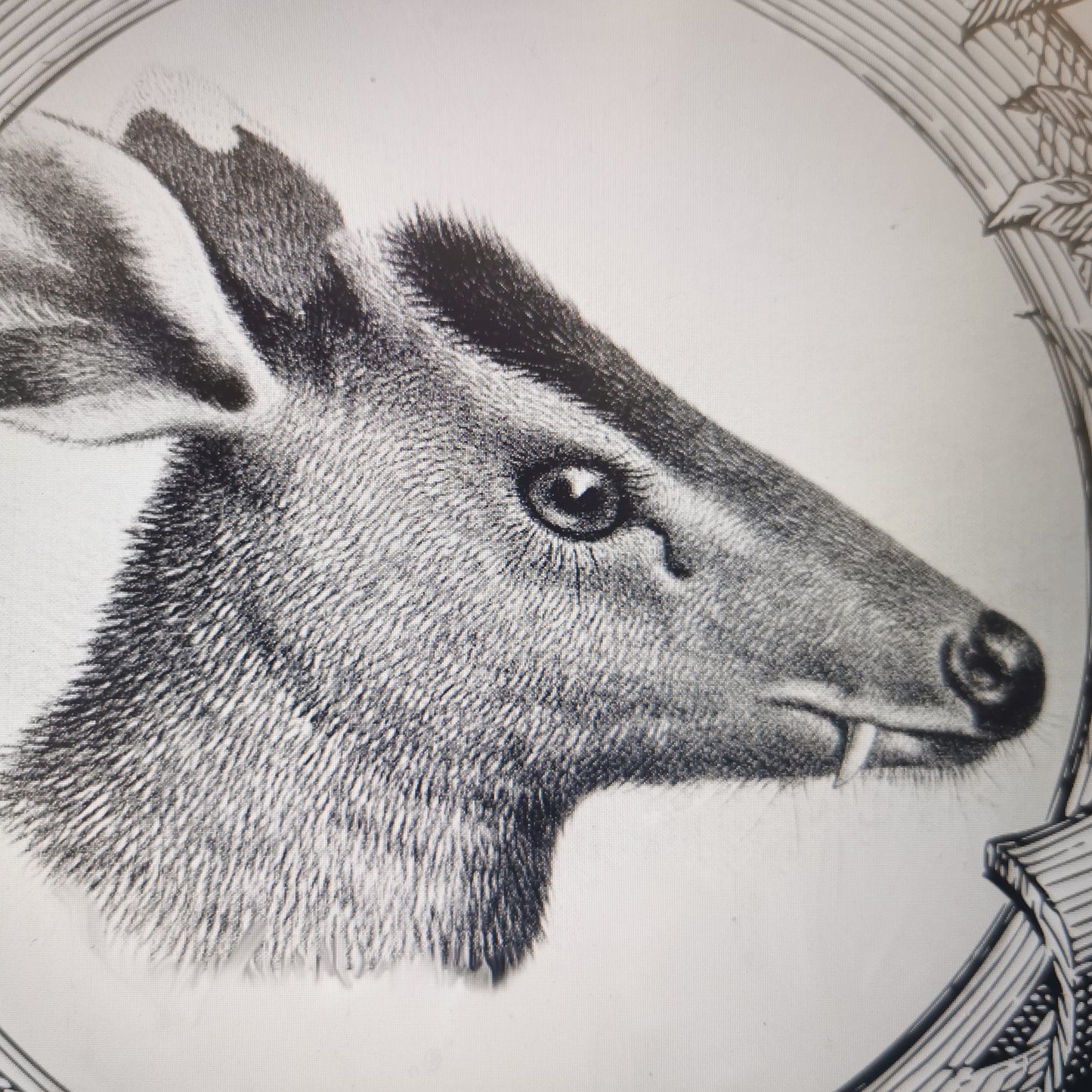 count Deercula